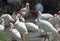 A group of white ibis in a Florida wetlands.