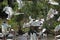 A group of white ibis taking off in Florida.