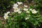 Group of White Japanese Anemones in Alpine rock garden