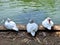 The group of white Muscovy ducks relaxes on the pond edge