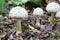 Group of white mushrooms growing in forest, potentially poisonous fungus Shaggy parasol - Chlorophyllum rhacodes, late summer, Eur