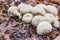 A group of white mushrooms Lycoperdon perlatum in the forest