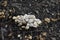 Group of White Mycena Inclinata Fungi