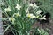 Group of white narcissuses in bloom