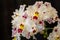 Group of white orchids blossoming at a flower show