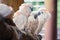 Group of white parrots