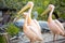 Group of white pelican