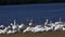 Group of White Pelican, Pelecanus erythrorhynchos
