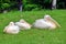 Group of White Pelicans Lying Down in Grassland