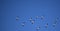 A group of White Pelicans migrating through the Mississippi River Valley