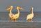 A group of a white pelicans rest on the morning sunlight