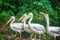 Group of white pelicans waiting to be fed in Singapore zoo