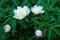 Group of white peonies with unblown buds in the garden.