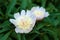 Group of white peonies with unblown buds in the garden.