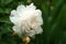 Group of white peonies with unblown buds in the garden.