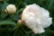 Group of white peonies with unblown buds in the garden.