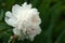 Group of white peonies with unblown buds in the garden.