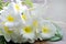 A group of white plumeria flower on wooden background