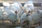 Group of white plymouth rock in zoo