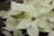 Group of white poinsettia