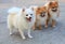 Group of white pomeranian dog and brown color