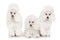 Group of white poodles