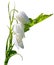 A group of white pretty bluebells on the sun isolated from background