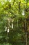 Group of white quartz crystals hanging on strings over nature background