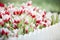 Group of white and red tulip flowers in the garden