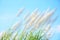 Group of white reed flower with blue sky background,