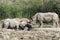 Group white rhino play mud is mammal and wildlife in garden