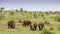 Group of white rhinoceros and lions in a green savannah