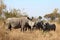 Group of White Rhinoceros together