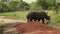 Group of white rhinos in a Reserve, Uganda.