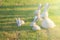 Group of white rustic cement rabbit statue decorate on green grass meadow field.