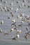 Group of white seagull background soft focus floating