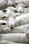 Group of white sheep, close up, hudled, moving, in-transit, herd