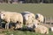 Group of white sheep at the green seawall in holland closeup