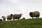 A group of white sheeps standing on the grassland with a cloudy sky in the background