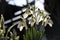 A group white snowdrops closeup shining bright in the spring sunshine