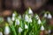Group of white Snowdrops in the morning forest - Galanthus nivalis in spring