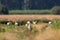 Group of White StorkCiconia ciconia in meadow