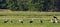 Group of White StorkCiconia ciconia in meadow