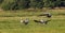 Group of White StorkCiconia ciconia in meadow