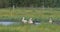 Group of White StorkCiconia ciconia in meadow