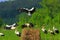 Group of White Storks feeding on wetlands in a spring nesting period