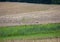 A group of white storks in a field in southern Germany