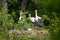 A group of White Storks standing in the nest