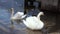 A group of white swans in Hallstatt lake in Austria