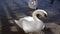 A group of white swans in Hallstatt lake in Austria